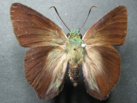 Hasora discolor mastusia - Adult